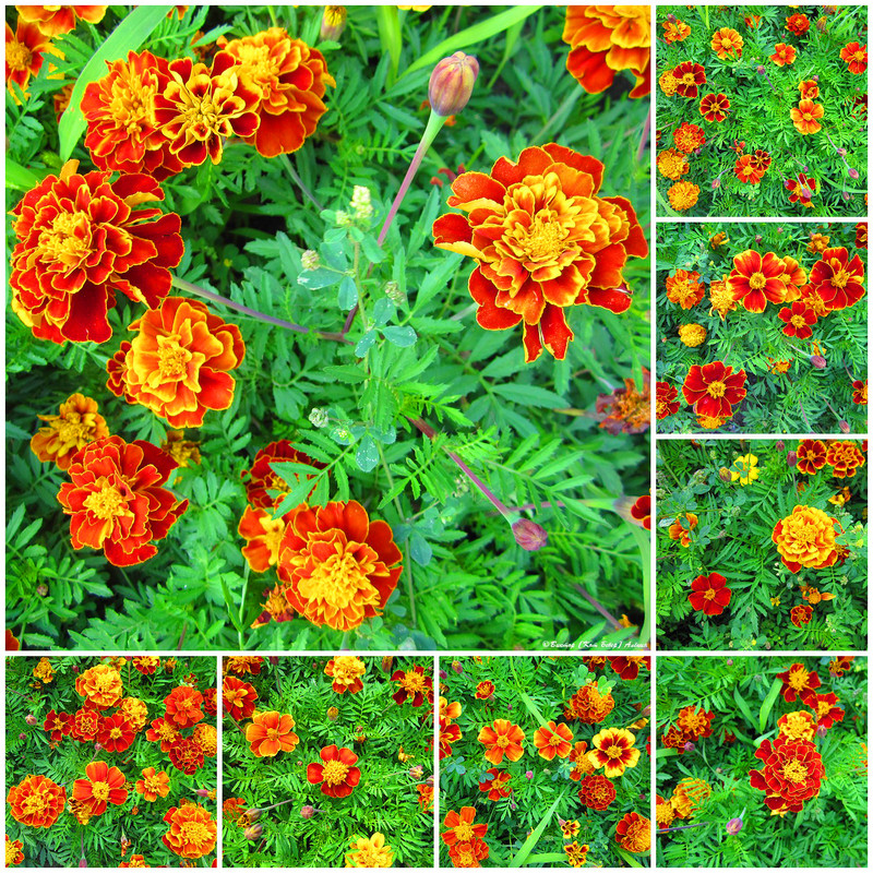 городские цветы8-2_edorig