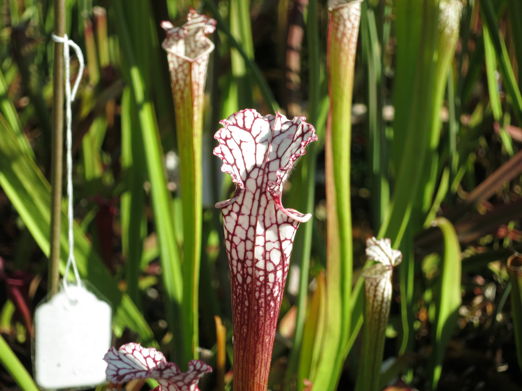 tall white-dominant petiole, 2019-05-13
