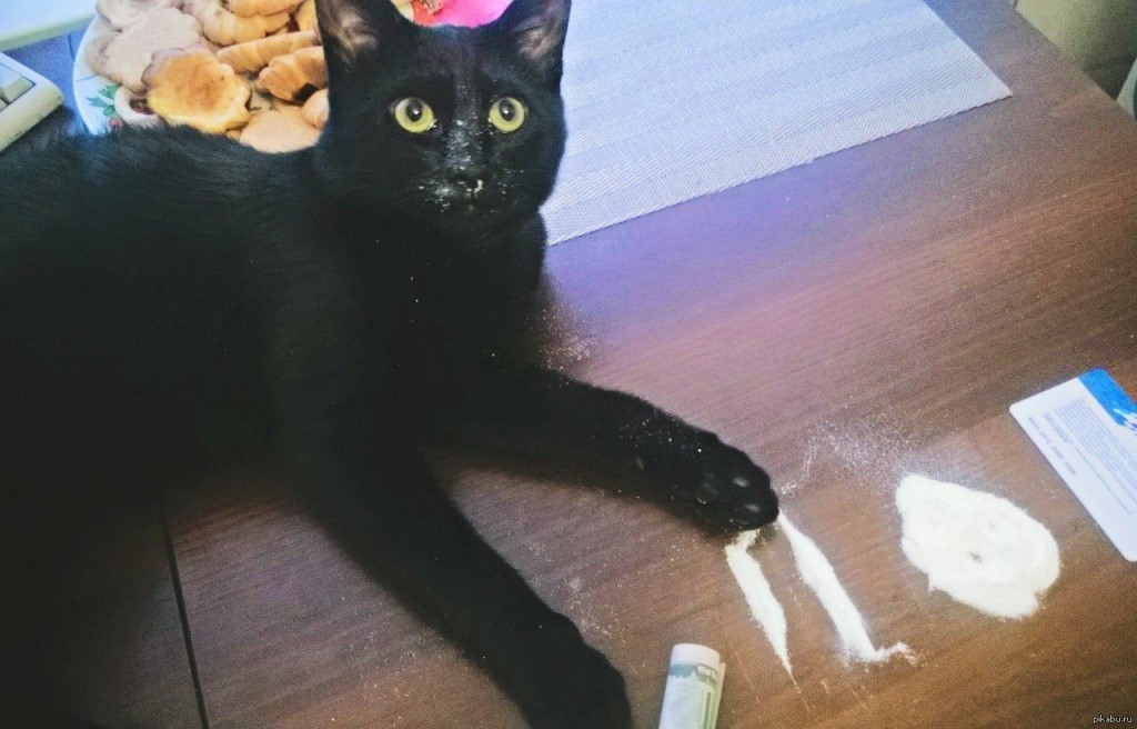 Наркотики любят киски и котики Наркотики любят киски и котики как настроить tor browser на российские ip hyrda вход