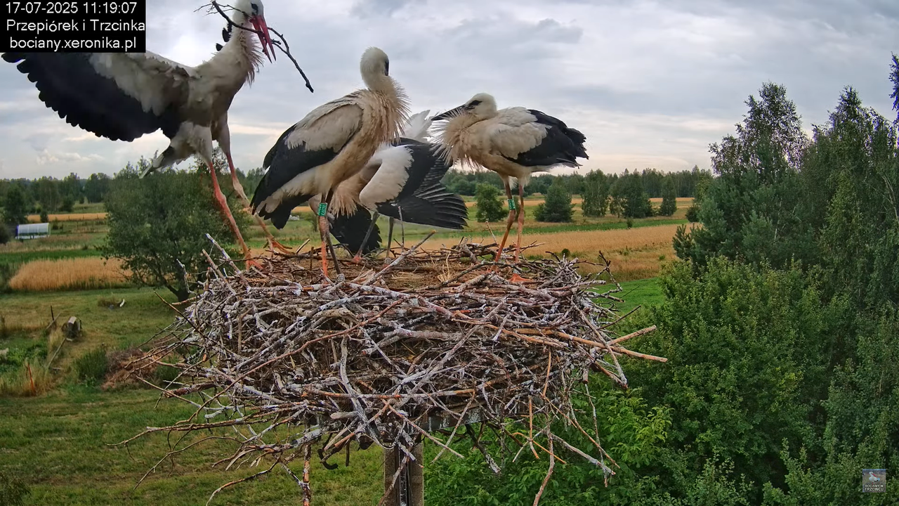 17072025bociany35