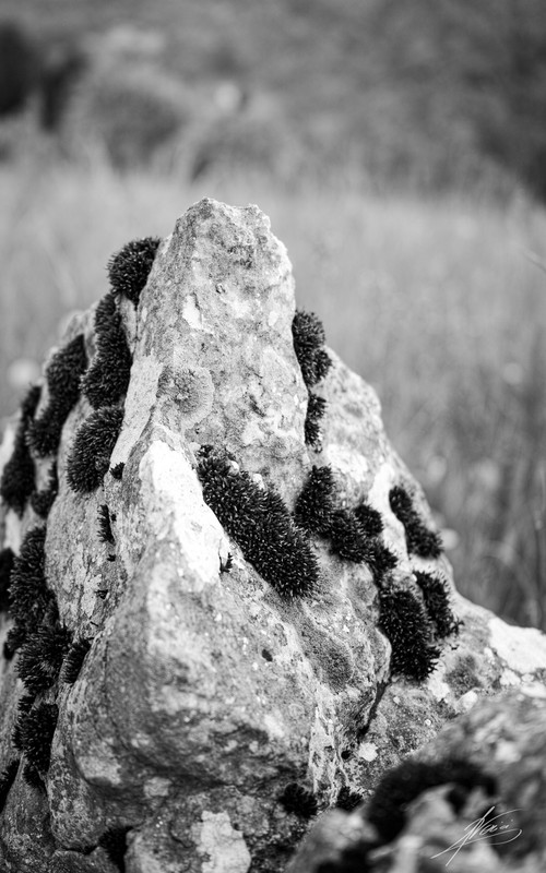 _P2M0382 (1)