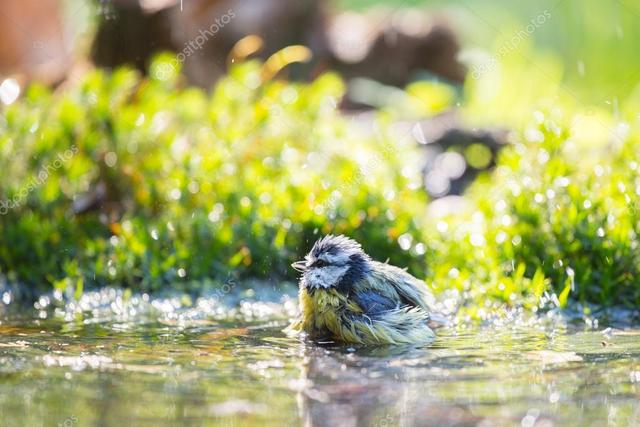 Pedido de id - chapim Depositphotos-32924965-stock-photo-blue-tit-in-water