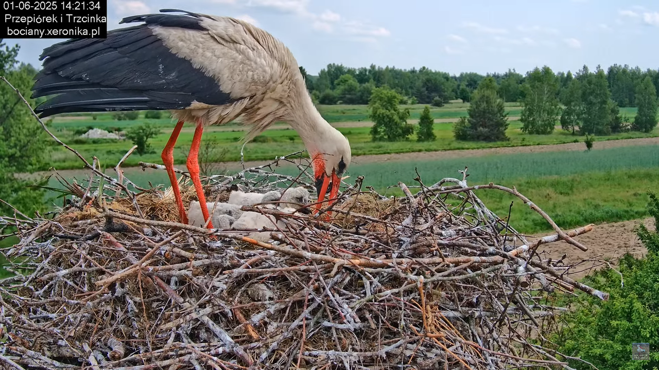 01062025bociany32