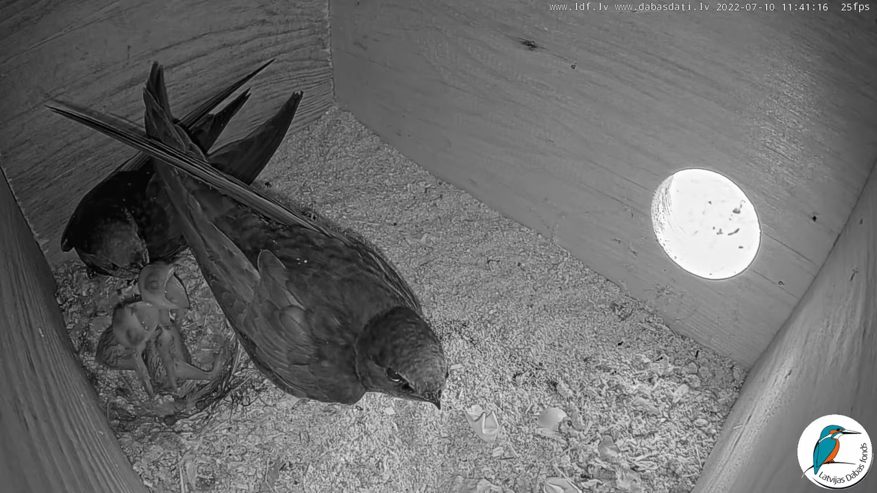 Svīre (Apus apus) Cēsu pils - LDF tiešraide _ Būris 5-20-21 screenshot