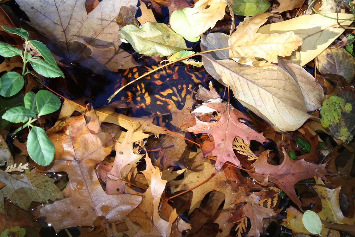 IMG-2346.jpg