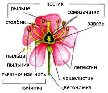 Определение морфологических особенностей розы