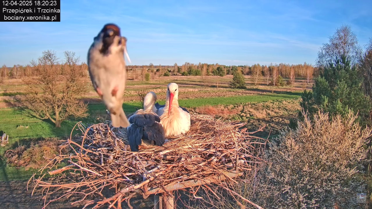 12042025bociany_0