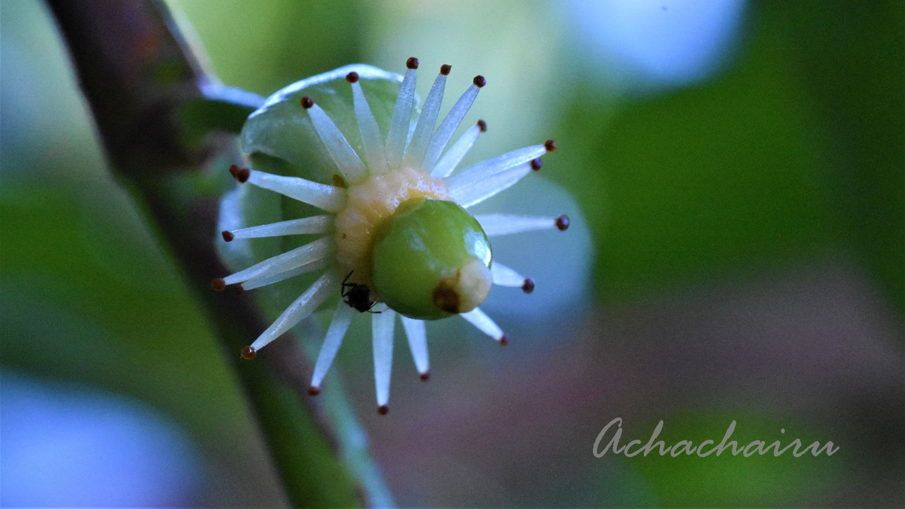 achacha3