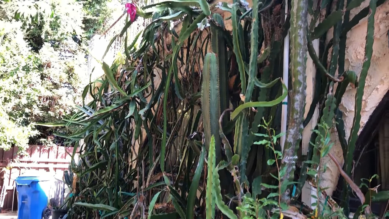 dragon-fruit-on-the-wall-edgar.jpg
