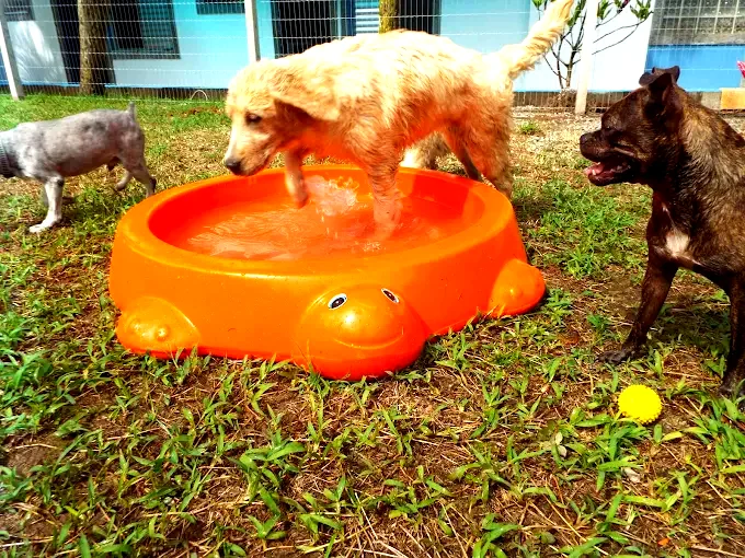 Pets brincando no Pet Club São Vicente