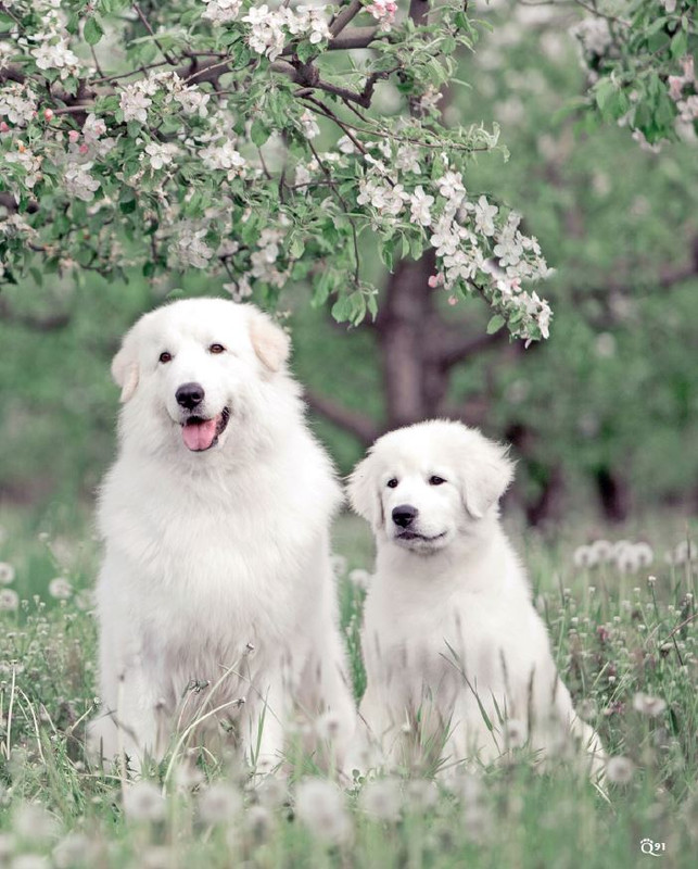 QuattroZampe Mag 2022 (7)