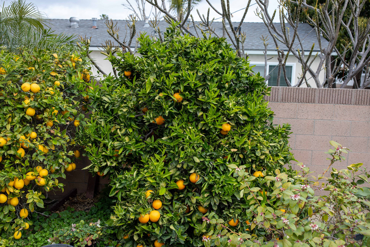 8 U1 A7456 Cara Cara Pink Navel Orange Tree with Fruit (2 21 2022