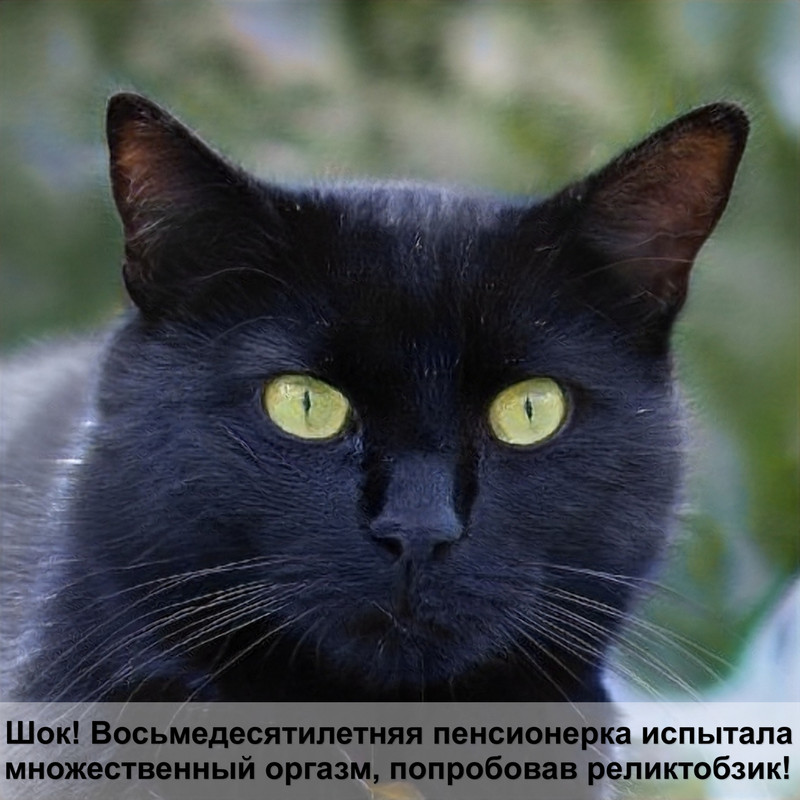 кошка с короткими лапками