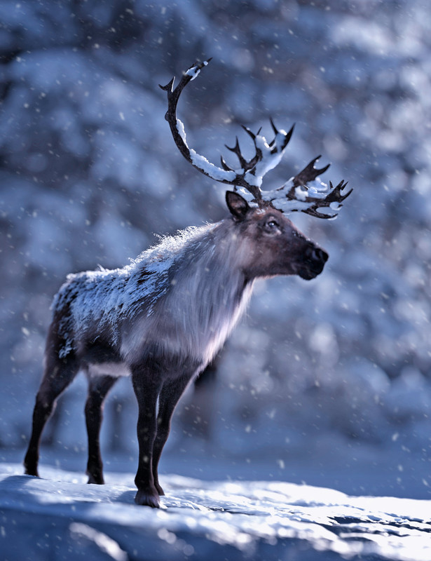 Reindeer for Daz Horse 3 » TOPGFX | Daz3d Renderosity Poser 3D Stuff ...