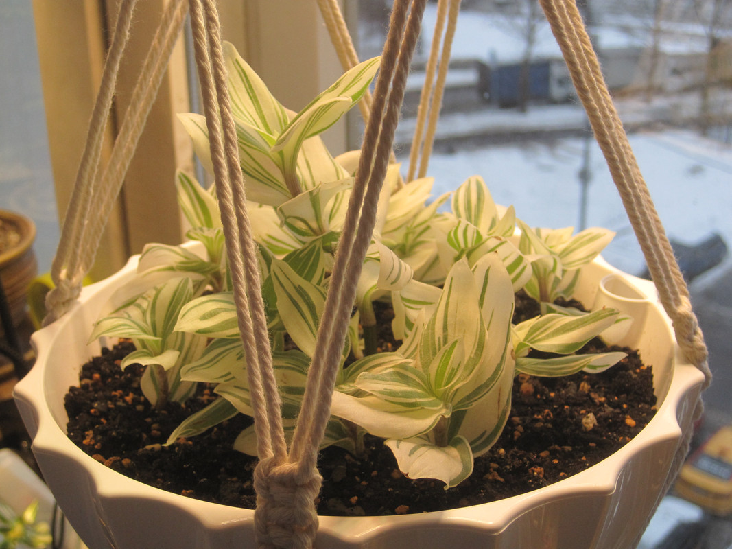 Под зимней подсветкой