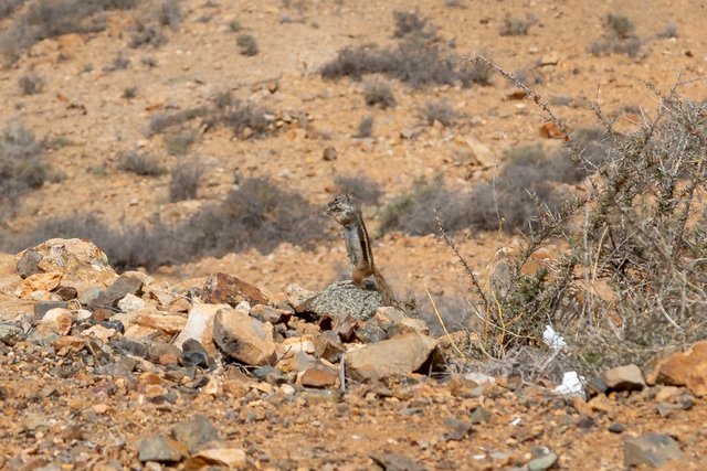 Fuerteventura - Blogs de España - MIRADORES MORRO VELOSA, GUISE Y AYOSE, DE LAS PEÑITAS, BETANCURIA, AJUY, CUEVAS (19)