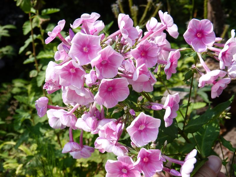 2014-07-27 Phlox 'Tüpfelchen2'