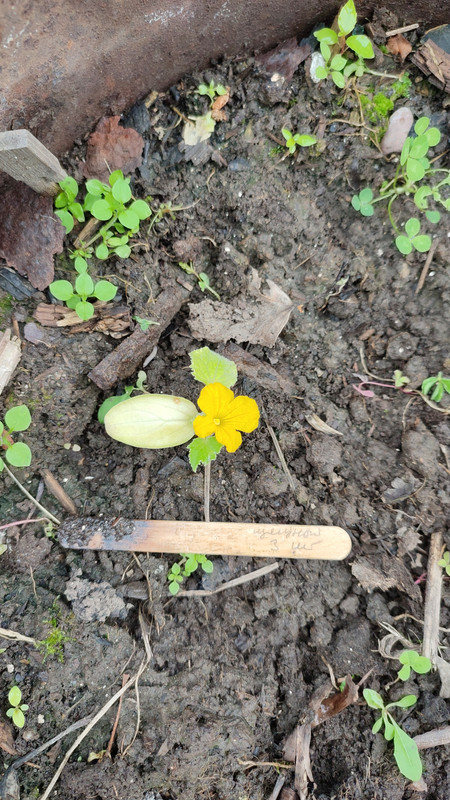 IMG_2023_07_02_11_52_41_0985458625116282690077