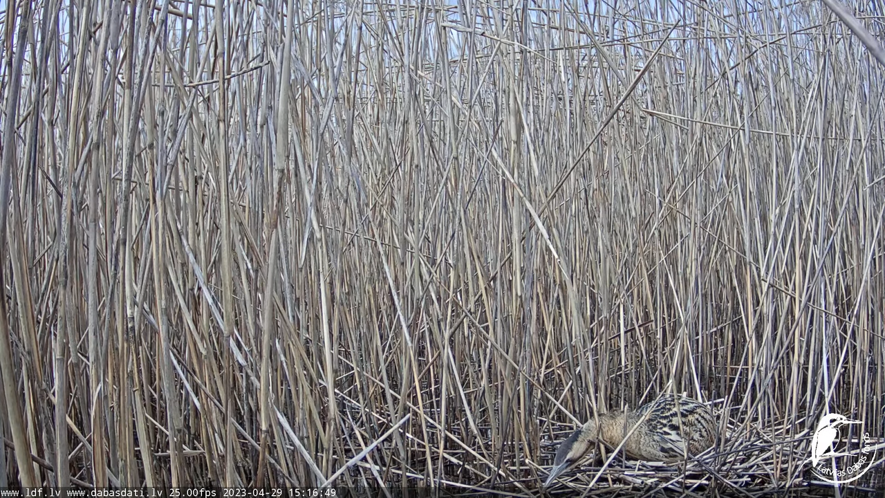 Lielais dumpis (Botaurus stellaris) Engurē - LDF tiešraide 13-1-49 screenshot