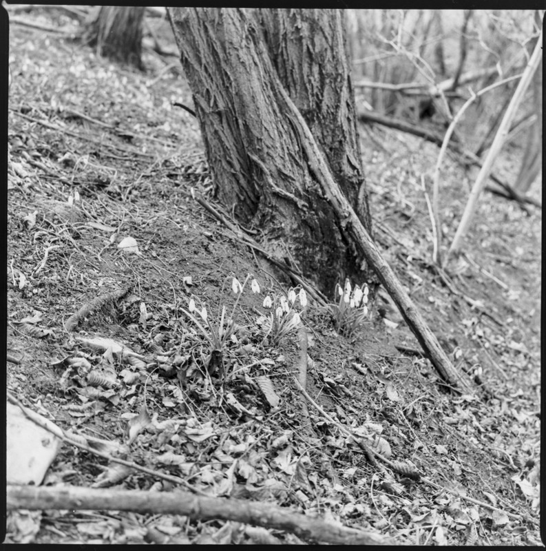 Zenza Bronica S2A_04mar2022_09 (1268x1280)