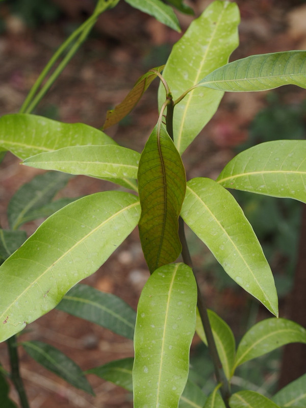 P7050003