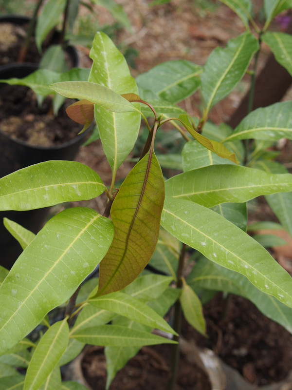 P7050002