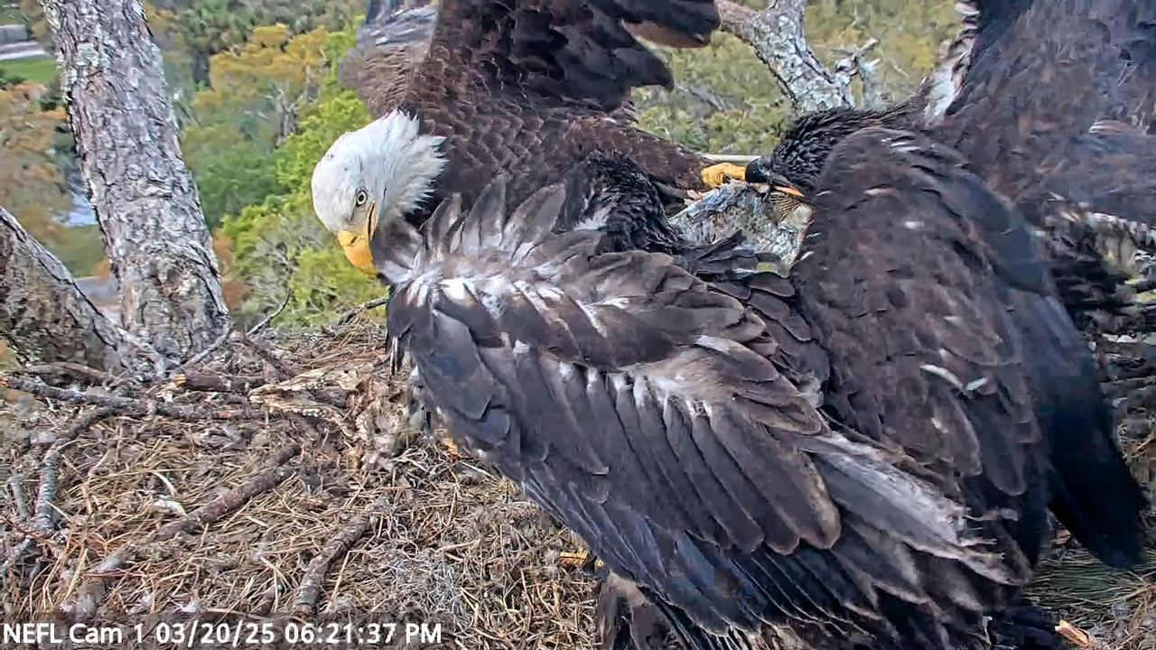 NEFL Cam 1 — tiešraidē Bald Eagle Cam 4-21-55 screenshot