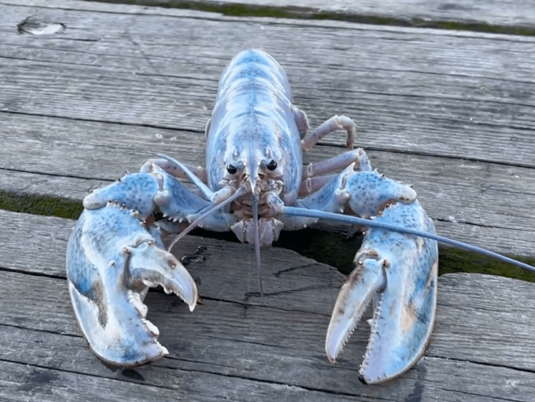Blue Lobster Meme Pack