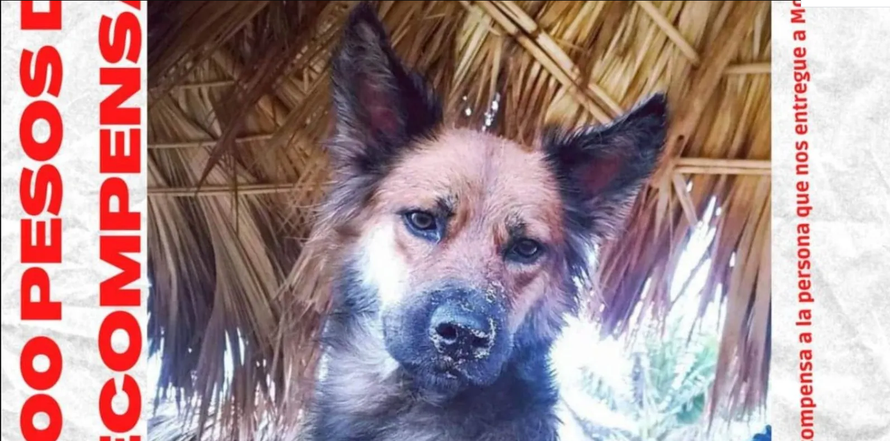 Denuncian a responsable de quemar viva a una perrita en Oaxaca