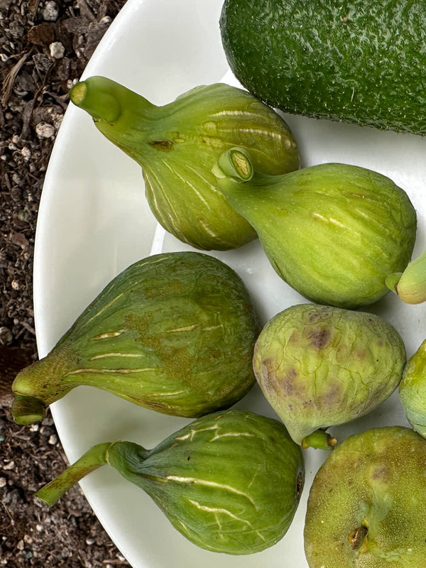 figs-928.jpg