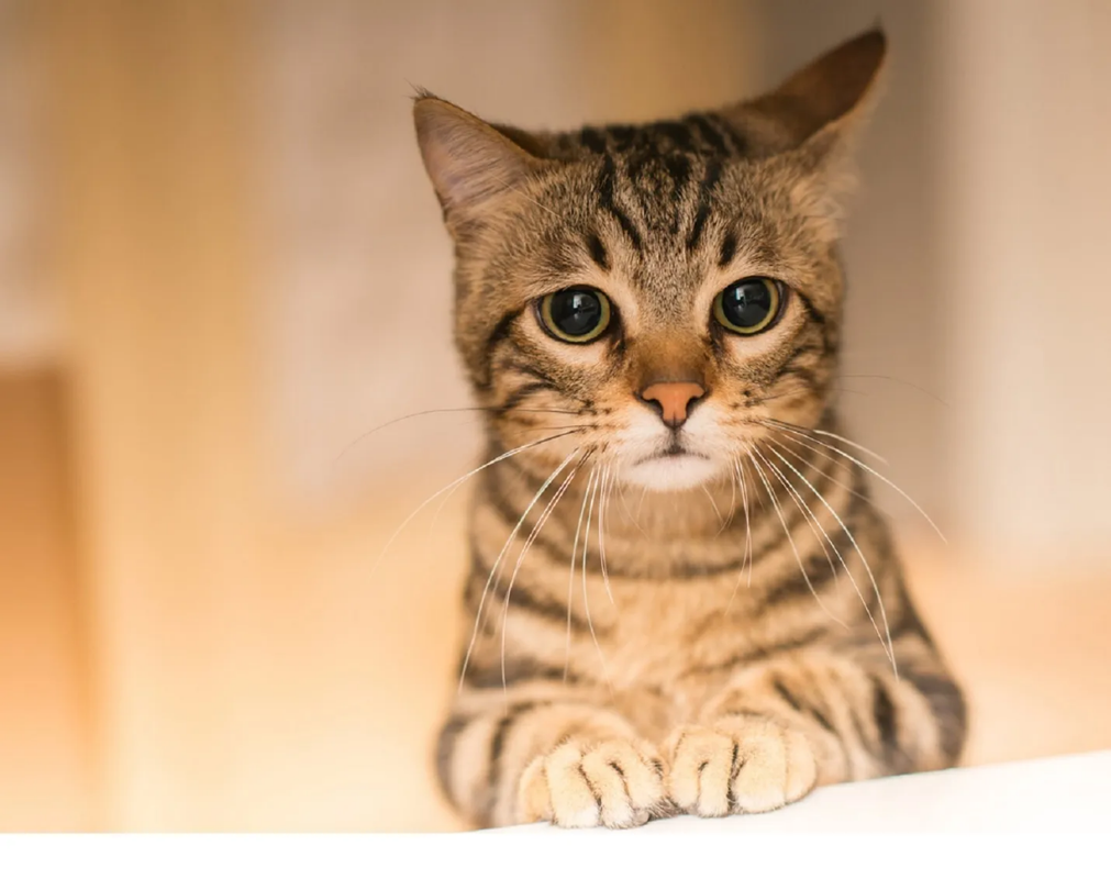 ¿Qué es el parvovirus en gatos y cómo se cura? Conoce todo sobre esta enfermedad