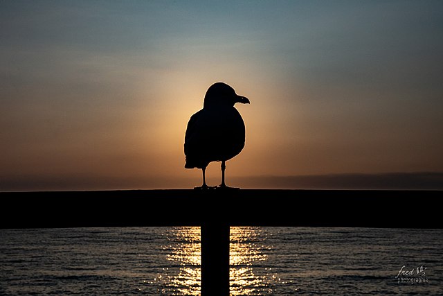 640px-Seagull-262097853.jpg