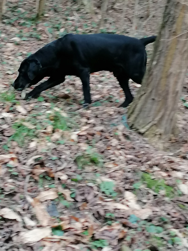 Kép