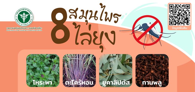 แนะนำ 8 สมุนไพรไล่ยุง พร้อมเผยวิธีการทำสเปรย์ตะไคร้หอม