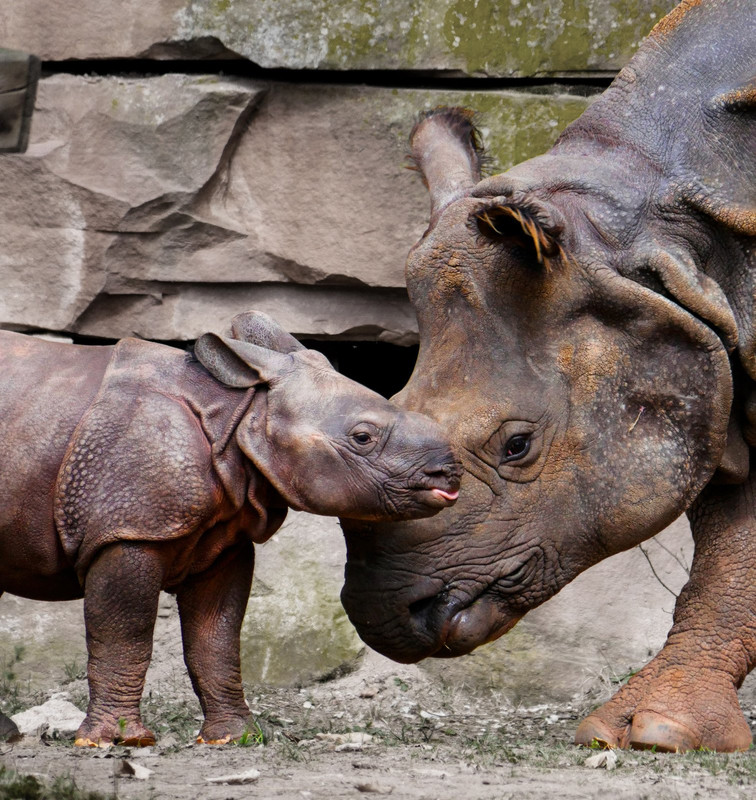 brown-hippos.jpg