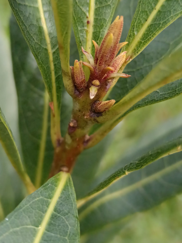 Imagem WhatsApp 2025-03-08 às 15.04.54_16b5b5c9