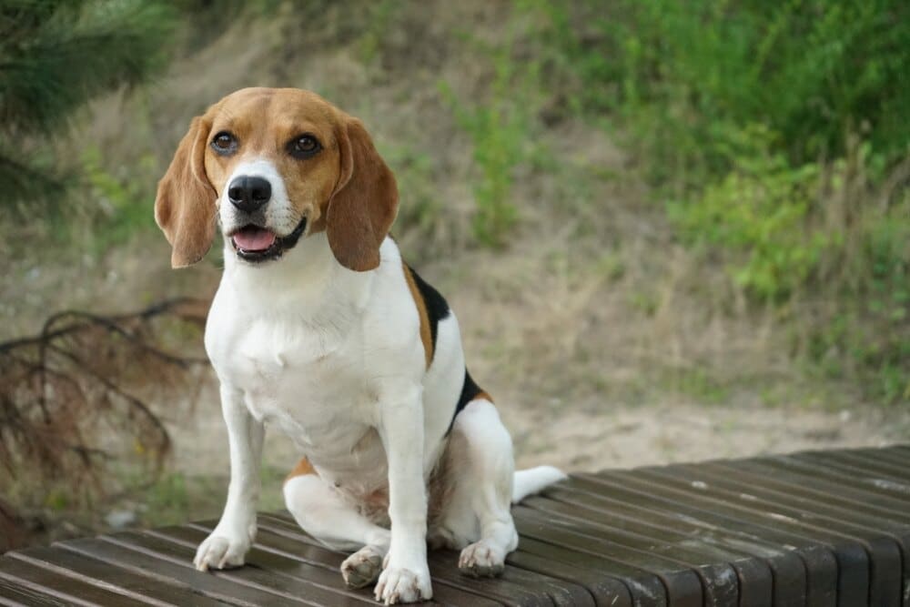 Beagles Are the Worst Dogs