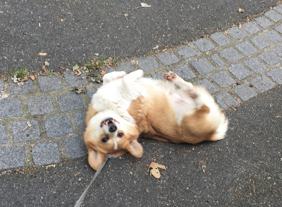 [Image: 17-FB03-BC-9-A63-42-BC-A9-A9-1-C73249-D51-FA.jpg]