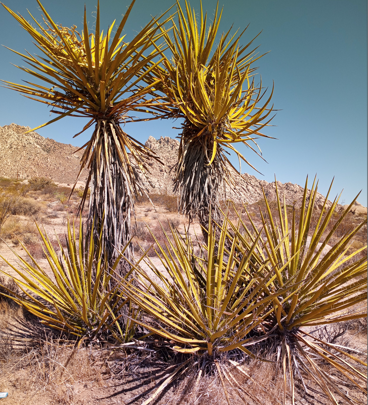 [Image: mojave-Desert0.png]