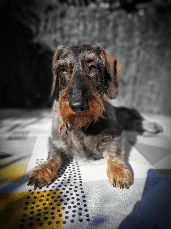 [Image: Resized-20200805-092934-666162984295095.jpg]