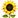 https://i.postimg.cc/ydMnNX8H/sunflower-1f33b.png