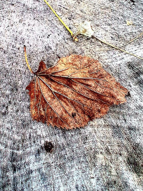 godovi-godine-i-lisce