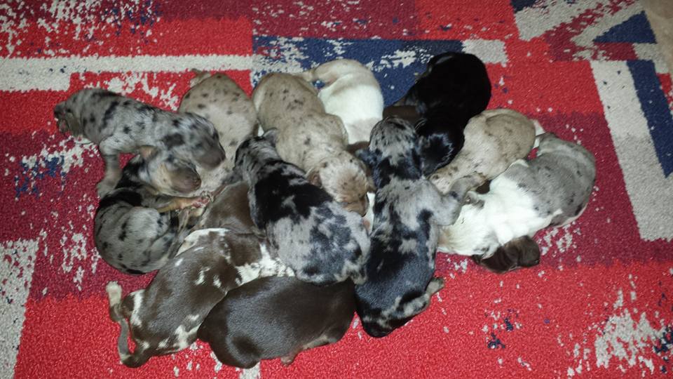 11898666_10153597138056917_968712610087219622_n