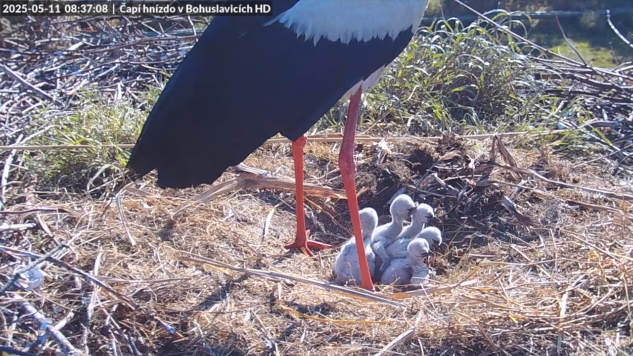 Atlikušo trīs stārķu izšķilšanās 2025. gadā _ ligzda Bohuslavicē netālu no Trutnovas 15-42 screensho