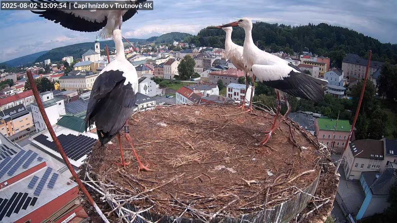 Živě z čapího hnízda na pivovarském komíně v Trutnově 9-42-52 screenshot