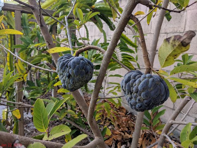 [Image: IMG-20190122-123014.jpg]