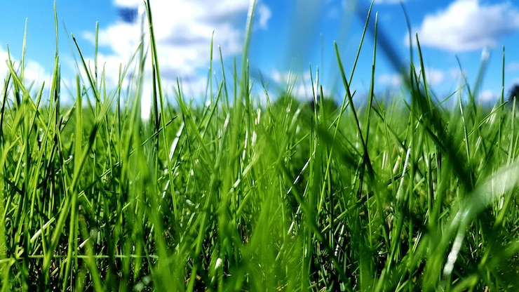 Зеленая трава
