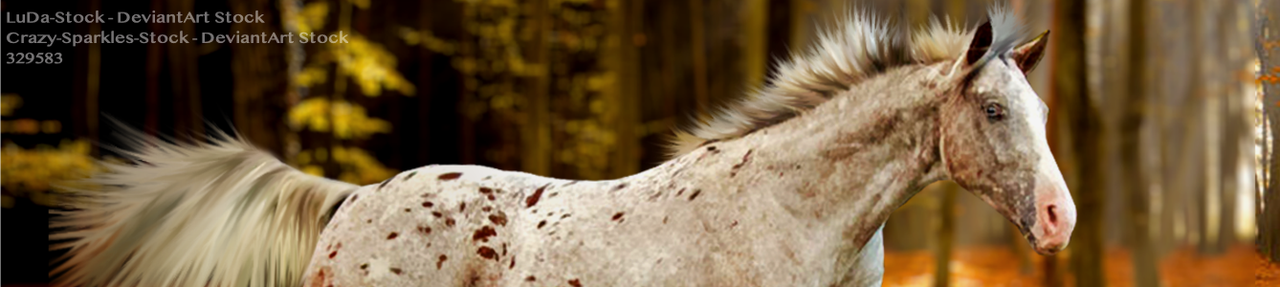 Appaloosa-Run-Banner.png