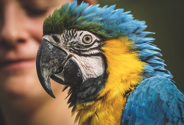 Macaws Lifespan