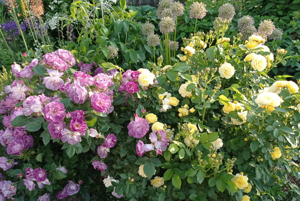 Blue for You и Golden Border (2)